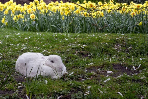 一只大白兔正坐在草地上 高质量的照片 — 图库照片