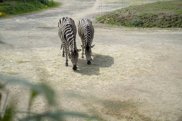 Pair Zebras Graze Farm High Quality Photo — Stock Photo, Image