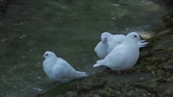 Beyaz Güvercinler Sabunlu Suda Yıkanır Ekolojik Bir Felaket Yüksek Kaliteli — Stok video
