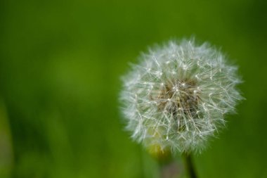 Beyaz tüylü karahindiba, doğal yeşil bulanık bahar arka planı, seçici odaklanma. Yüksek kalite fotoğraf