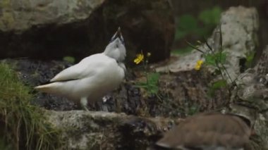Bali Myna bir şelalenin arka planında su içer. Yüksek kaliteli FullHD görüntüler