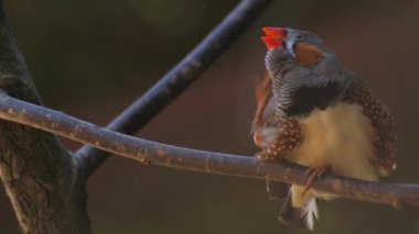 Avustralya zebra ispinozu. Kuş. Siyah-gri kuş. Beyaz kuş, yüksek kalite FullHD görüntüler.