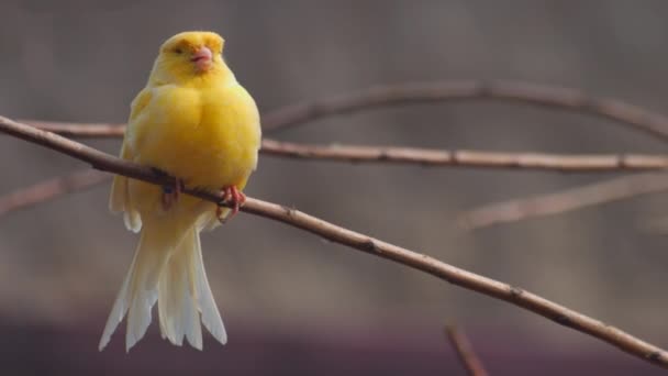 Close Pássaros Canários Amarelos Pássaros Exóticos Imagens Fullhd Alta Qualidade — Vídeo de Stock