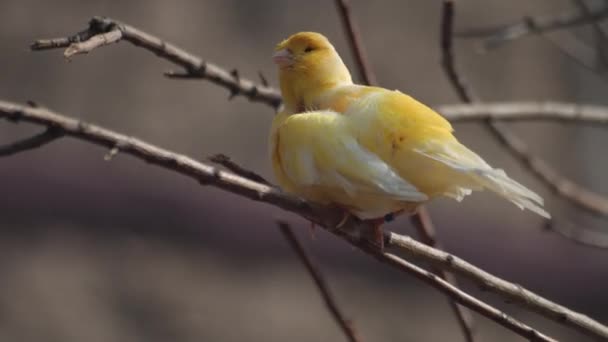 Zblízka Žlutí Kanárci Exotičtí Ptáci Vysoce Kvalitní Fullhd Záběry — Stock video