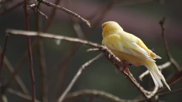 Close Van Gele Kanarievogels Exotische Vogels Hoge Kwaliteit Fullhd Beeldmateriaal — Stockvideo