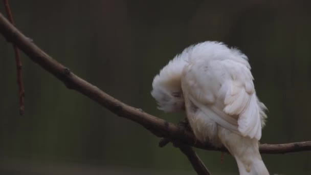Australská Zebří Pěnkava Pták Černošedý Pták Bílý Pták Vysoce Kvalitní — Stock video