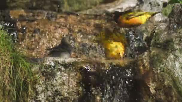 Nehirde Banyo Yapan Köylü Dokumacı Yüksek Kaliteli Fullhd Görüntüler — Stok video