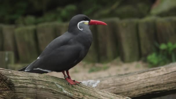 Sluiten Van Een Inca Stern Bird Hoge Kwaliteit Fullhd Beeldmateriaal — Stockvideo