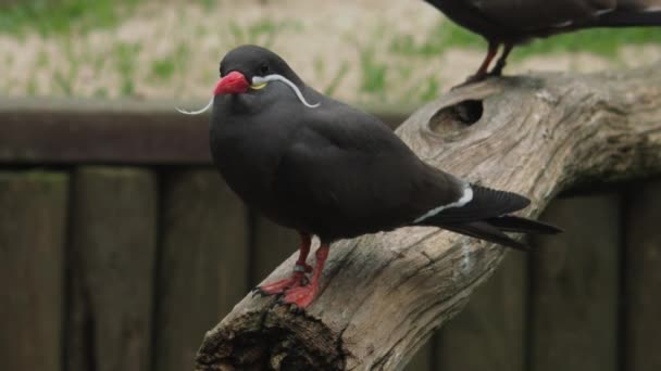 Close Inca Tern Bird High Quality Fullhd Footage — Stock Video
