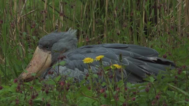 Shoebill Největší Pták Německo Walsrode Vysoce Kvalitní Fullhd Záběry — Stock video
