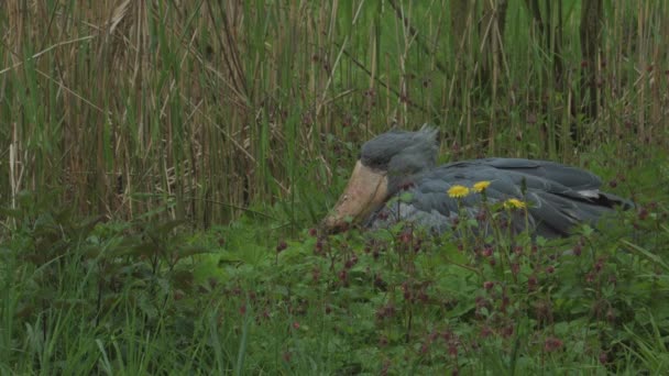 Shoebill Největší Pták Německo Walsrode Vysoce Kvalitní Fullhd Záběry — Stock video