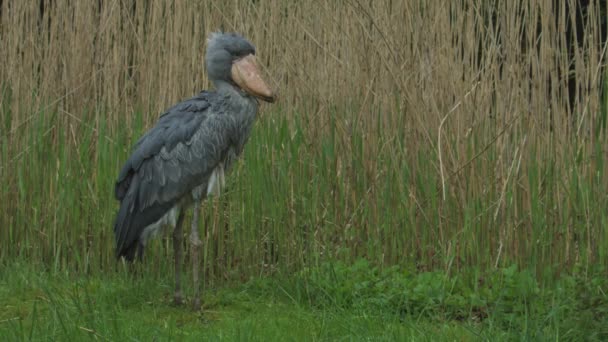 Schuhschnabel Der Größte Vogel Deutschland Walsrode Hochwertiges Fullhd Filmmaterial — Stockvideo
