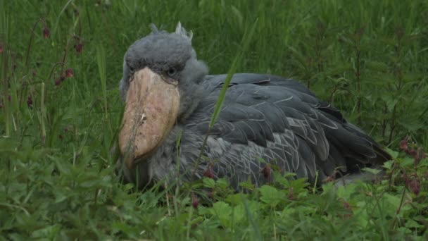 Shoebill Più Grande Uccello Germania Walsrode Filmati Fullhd Alta Qualità — Video Stock