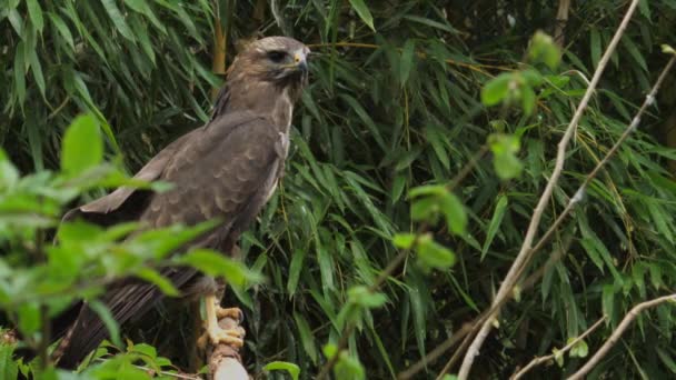 Bird Common Myszołów Wylądował Gałęzi Drzewa Wysokiej Jakości Materiał Filmowy — Wideo stockowe