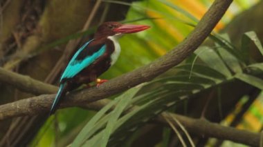 Ağaç dalına tünemiş beyaz boğazlı balıkçı kuş. Yüksek kaliteli FullHD görüntüler