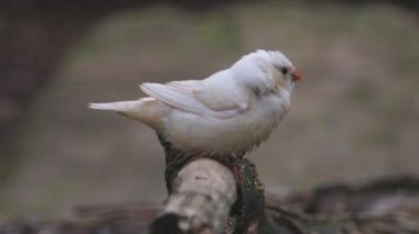 Avustralya Zebra 'sı Finch, tahtaya tünemiş. Taeniopygia Castanotis. Yakın plan. Yüksek kaliteli FullHD görüntüler