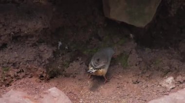 Avustralya Zebra 'sı Finch, tahtaya tünemiş. Taeniopygia Castanotis. Yakın plan. Yüksek kaliteli FullHD görüntüler