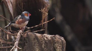 Avustralya Zebra 'sı Finch, tahtaya tünemiş. Taeniopygia Castanotis. Yakın plan. Yüksek kaliteli FullHD görüntüler