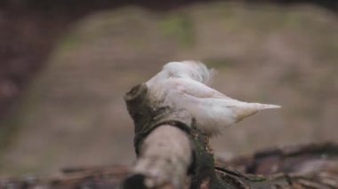 Avustralya Zebra 'sı Finch, tahtaya tünemiş. Taeniopygia Castanotis. Yakın plan. Yüksek kaliteli FullHD görüntüler