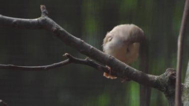 Avustralya Zebra 'sı Finch, tahtaya tünemiş. Taeniopygia Castanotis. Yakın plan. Yüksek kaliteli FullHD görüntüler