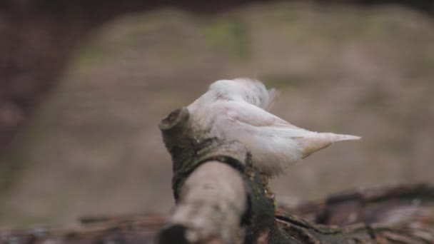 オーストラリアのZebra Finch Perching Wood テネオピグリア カスティーナ クローズアップ 高品質のフルHd映像 — ストック動画