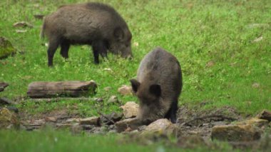 Yaban domuzları taşlarla dolu bir düzlükte otlar. 4K Video. Yüksek kalite 4k görüntü