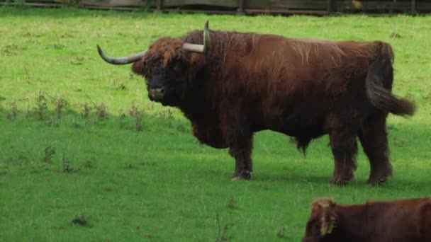 高地牛群在草地上 奶牛在草地上吃草 苏格兰高地一头奶牛的头在近旁 高质量的4K镜头 — 图库视频影像