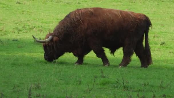 Ganado Highland Está Prado Las Vacas Peludas Pastan Prado Cabeza — Vídeo de stock