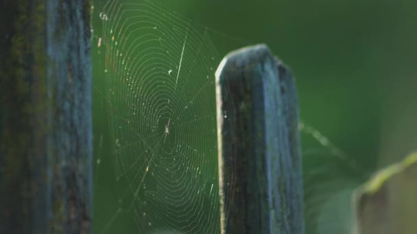 Egy Pókháló Mozog Szélben Egy Falusi Kerítésen Videó Kiváló Minőségű — Stock videók