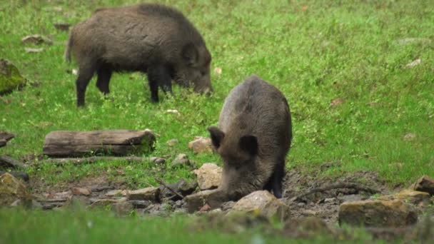 Wildschweine Grasen Auf Einer Lichtung Mit Steinen Video Hochwertiges Filmmaterial — Stockvideo