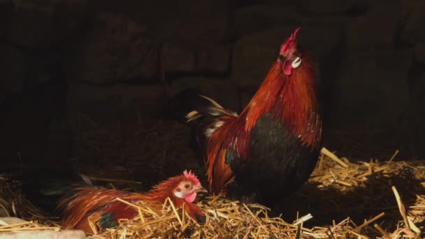 Red Junglevogel Video Hühner Europa Hochwertiges Filmmaterial — Stockvideo