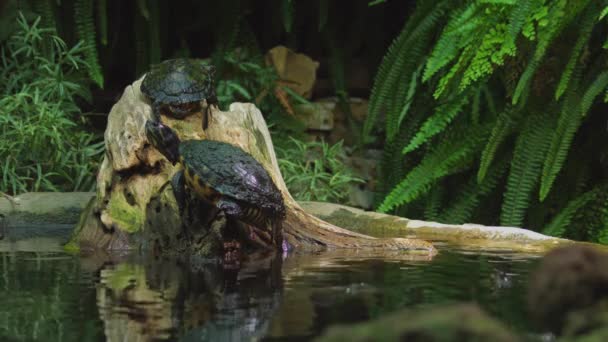 Mezoamerykański Suwak Żółw Slider Nagranie Wysokiej Jakości Wideo — Wideo stockowe
