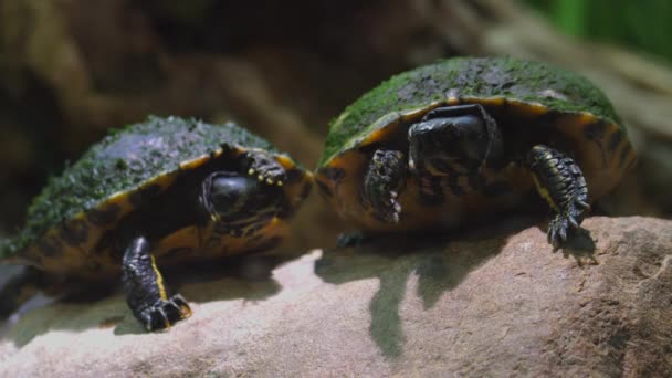 Curseur Méso Américain Slider Turtle Vidéo Vidéo Haute Qualité — Video