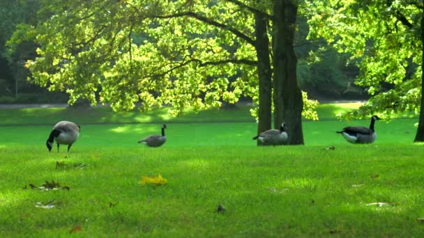加拿大鹅在树下的草地上 高质量的4K镜头 — 图库视频影像