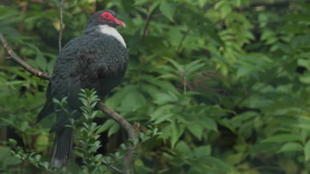 Pigeon Montagne Papou Assis Sur Une Branche Allemagne Des Images — Video