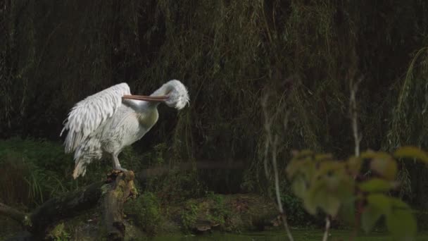 Pelican Sits Hill Middle Water Cleans Its Feathers High Quality — Stock Video