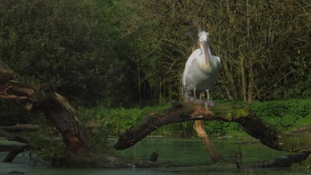Pelikan Suyun Ortasındaki Bir Tepede Oturur Tüylerini Temizler Yüksek Kalite — Stok video