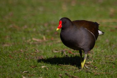 Ortak Moorhen veya Avrupa Moorhen, gallinula chloropus. Yüksek kalite fotoğraf