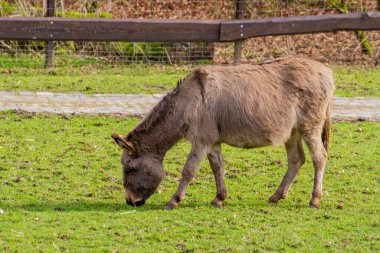 Gri eşek çayırda otluyor. Yüksek kalite fotoğraf