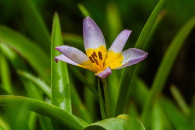 Botanik kaya lalesi Tulipa Saxatilis. Yüksek kalite fotoğraf