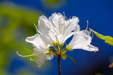 Mavi gökyüzüne karşı beyaz Rhododendron çiçekleri. Yüksek kalite fotoğraf