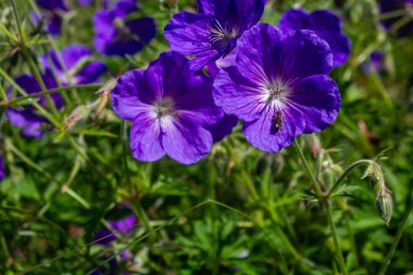 Himalaya Geranium çiçekleri. Yüksek kalite fotoğraf