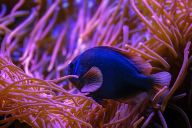 Renkli mercan resiflerinde yüzen Alev Meleği Balığı. Yüksek kalite fotoğraf