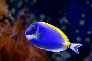 Regal Tang Balık Yüzücüsü. Paracanthurus hepatus. Yüksek kalite fotoğraf