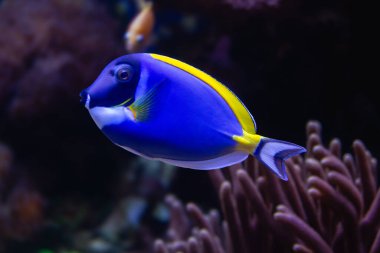 Regal Tang Fish Swimming. Paracanthurus hepatus. High quality photo clipart