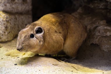 Close-Up of a Gundi in Its Rocky Habitat. High quality photo clipart