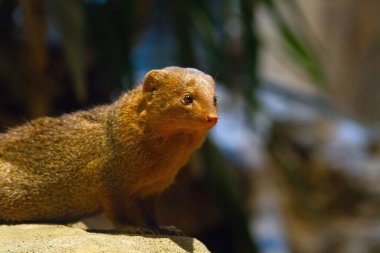 A detailed image of a dwarf mongoose standing on a rock. High quality photo clipart