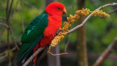 Colorful parrot with red and green feathers on a branch. clipart