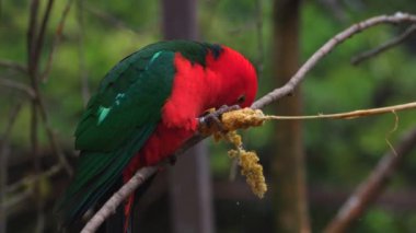 Dalında kırmızı ve yeşil tüyleri olan renkli bir papağan..