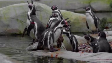 Humboldt pengueni suya yakın bir kayanın üzerinde duruyor. Yüksek kalite fotoğraf